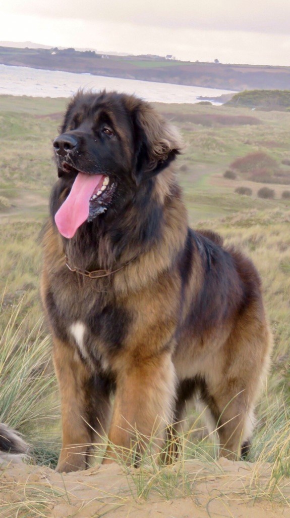 De Kerfenec - Charmant Portos Goldenleon