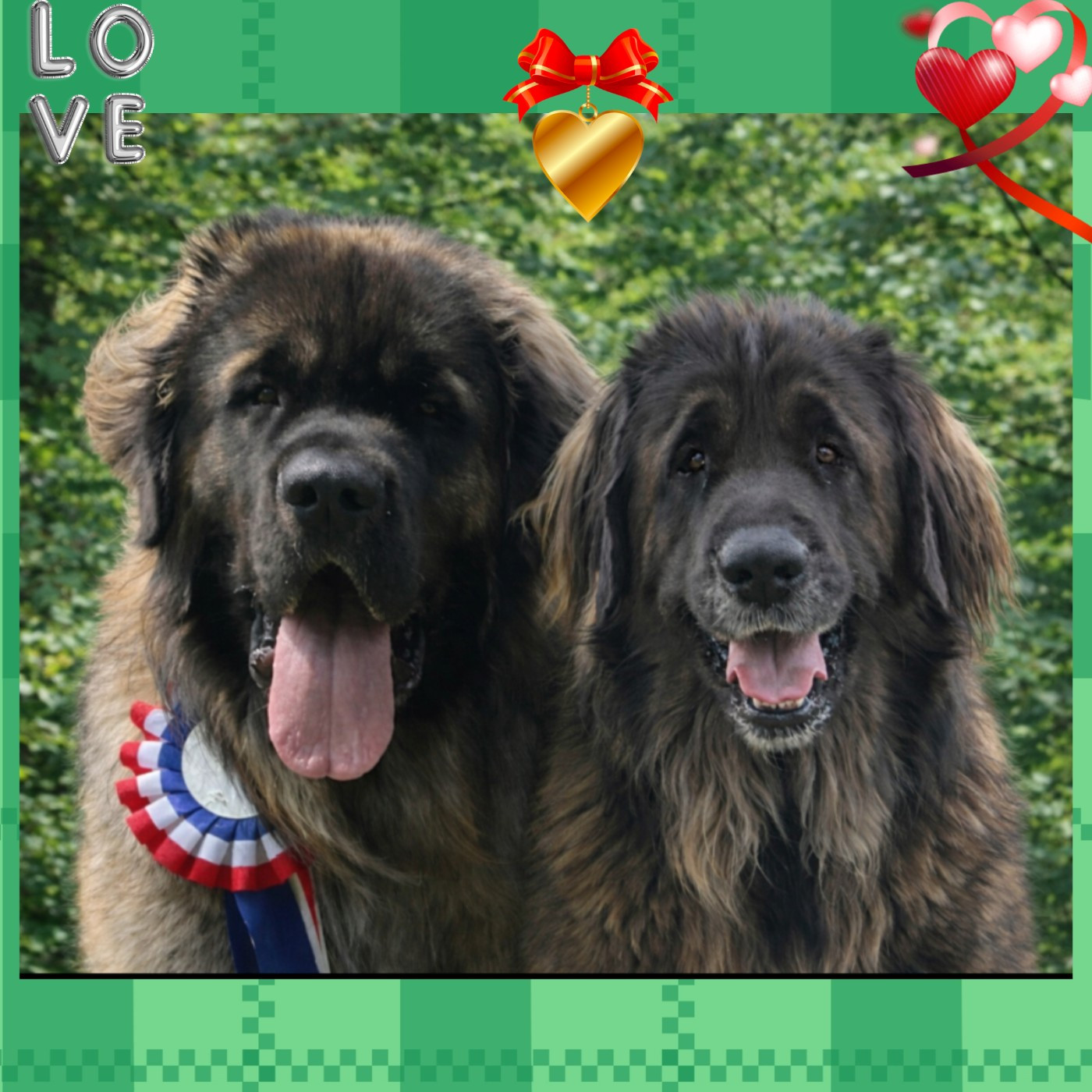 Chiots pour mi janvier 2026