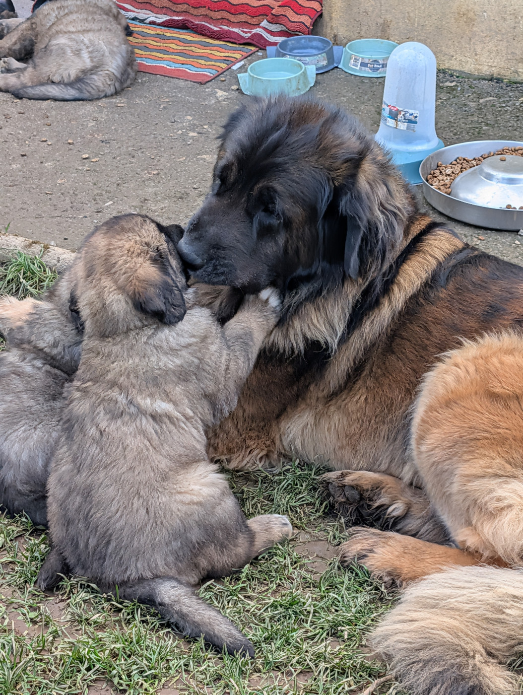 Maman s'occupe de ses petits