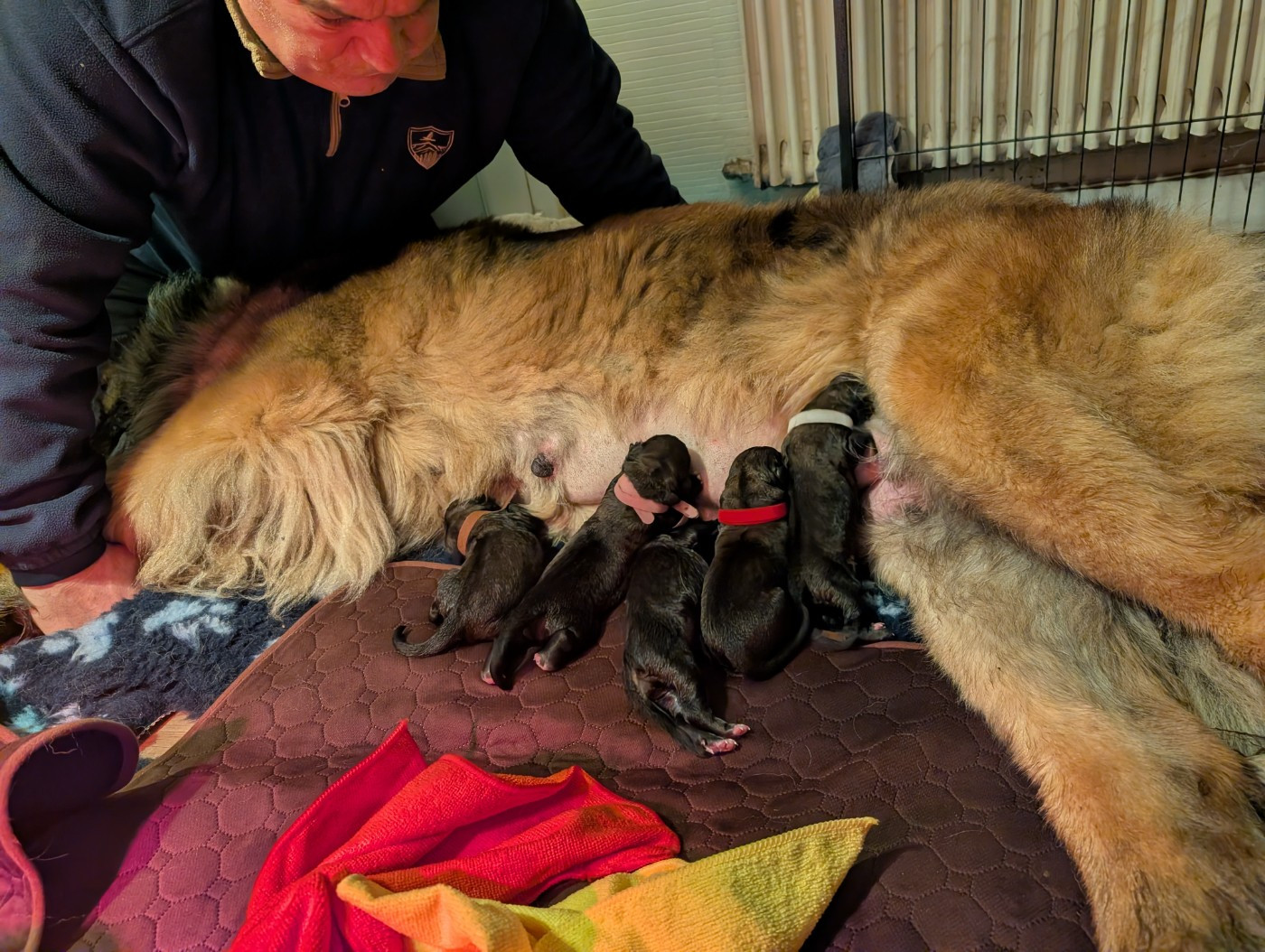 Bébés Thalassa/ Valmy