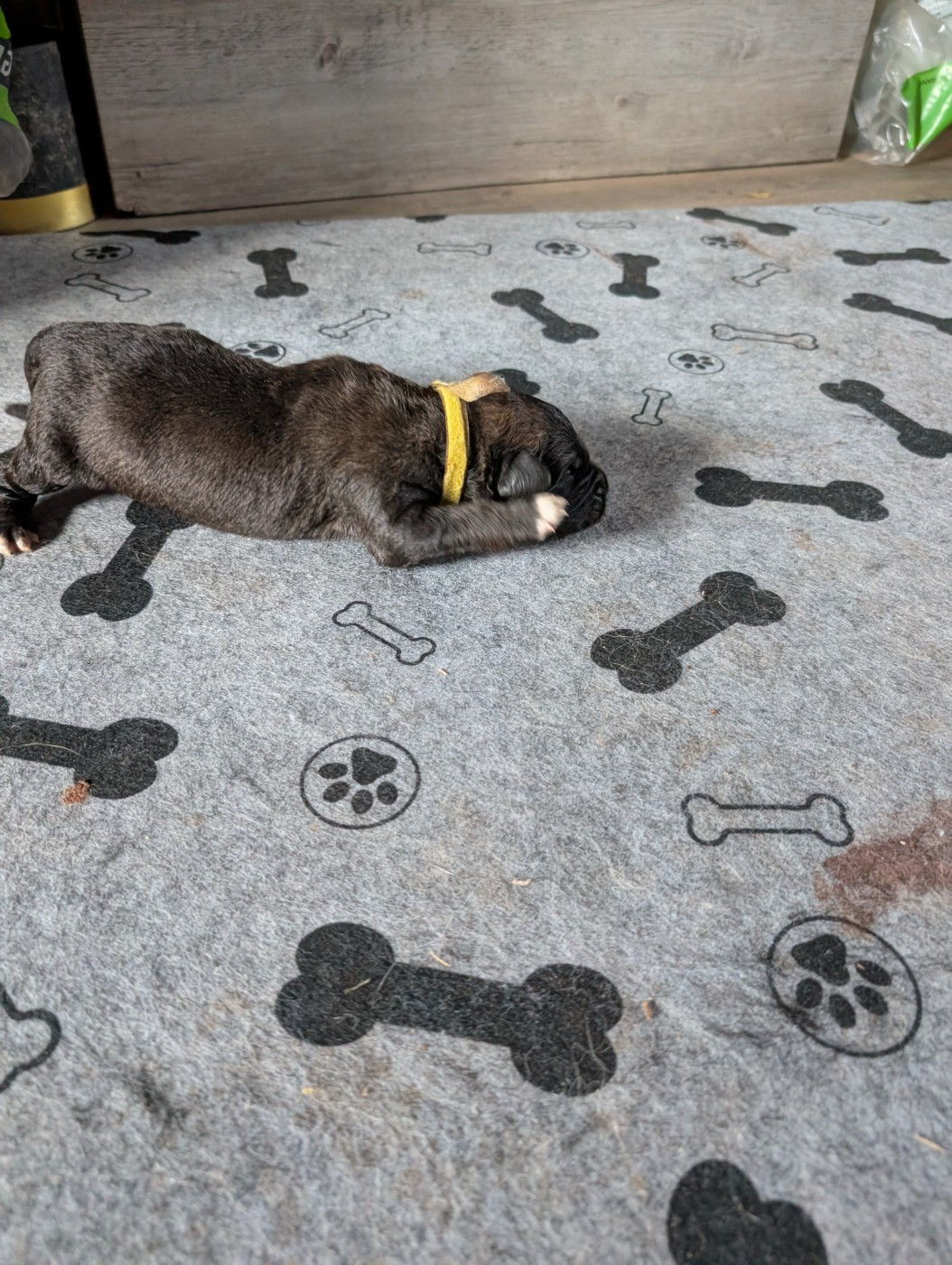 De Kerfenec - Chiots disponibles - Leonberger