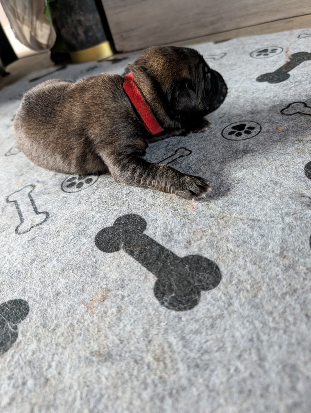 De Kerfenec - Chiots disponibles - Leonberger