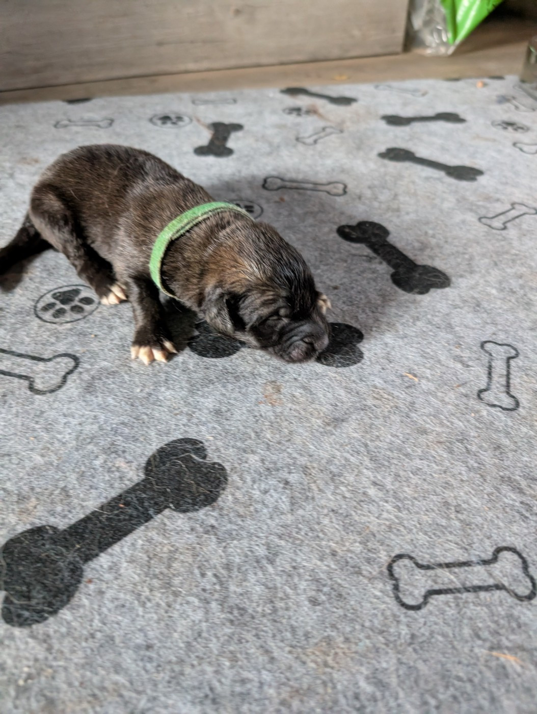 De Kerfenec - Chiots disponibles - Leonberger