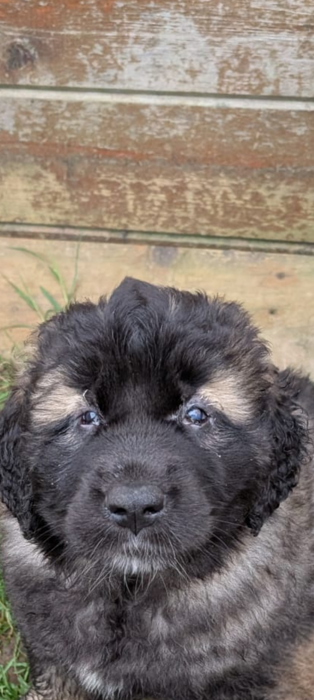 De Kerfenec - Chiots disponibles - Leonberger