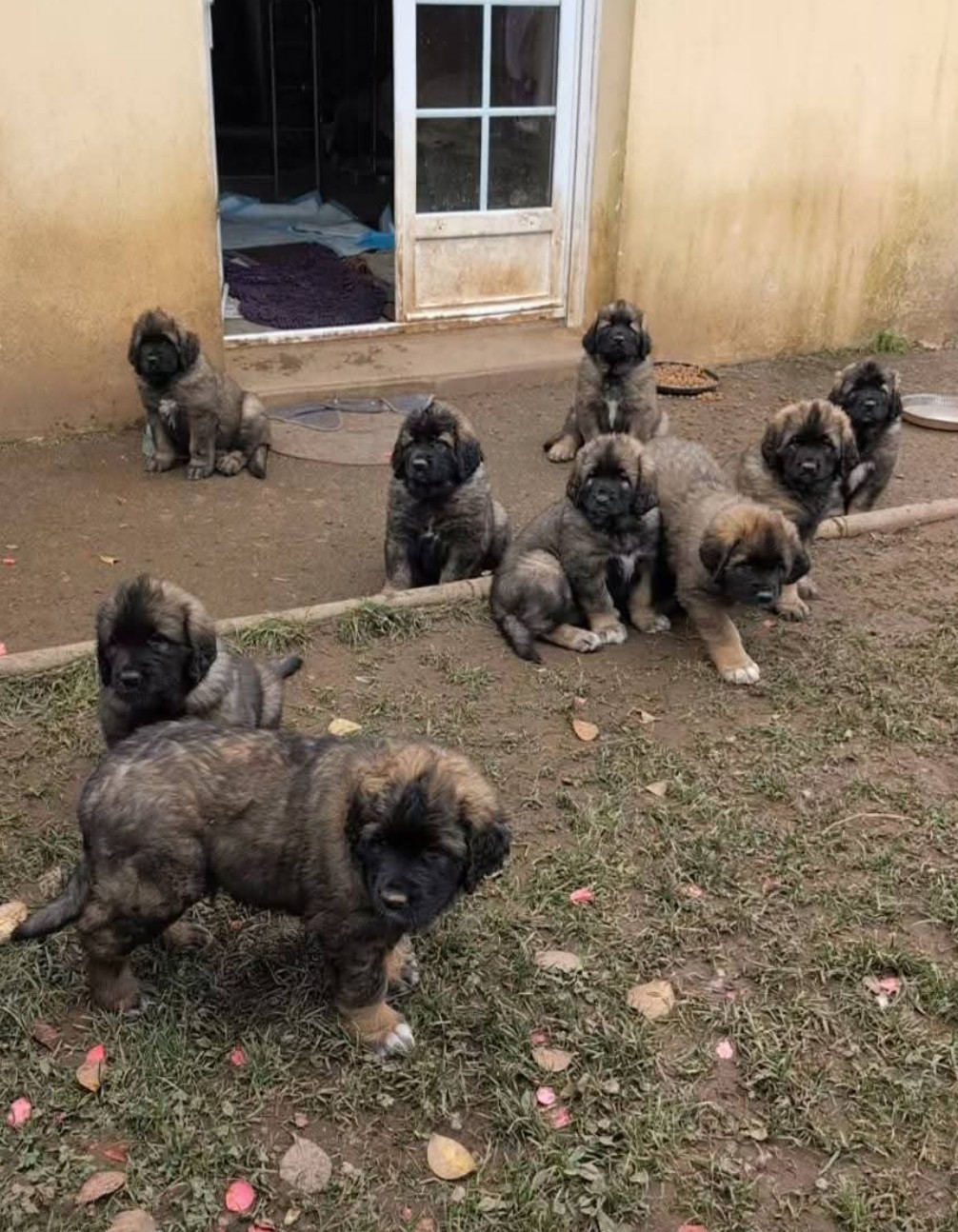 De Kerfenec - Leonberger - Portée née le 21/01/2026