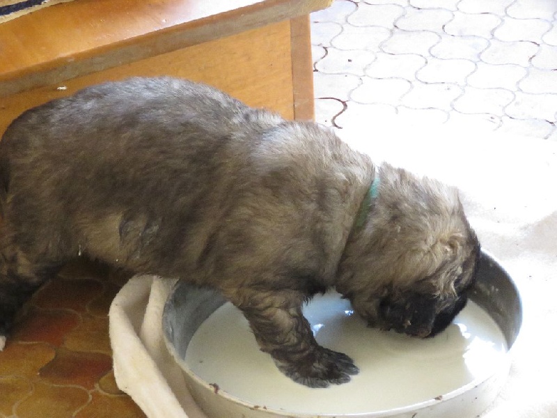 De Kerfenec - Leonberger - Portée née le 20/02/2016